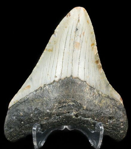 Megalodon Tooth - North Carolina #47206